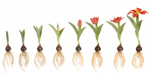 Growing - Sunday Skills - Compensation Insider
